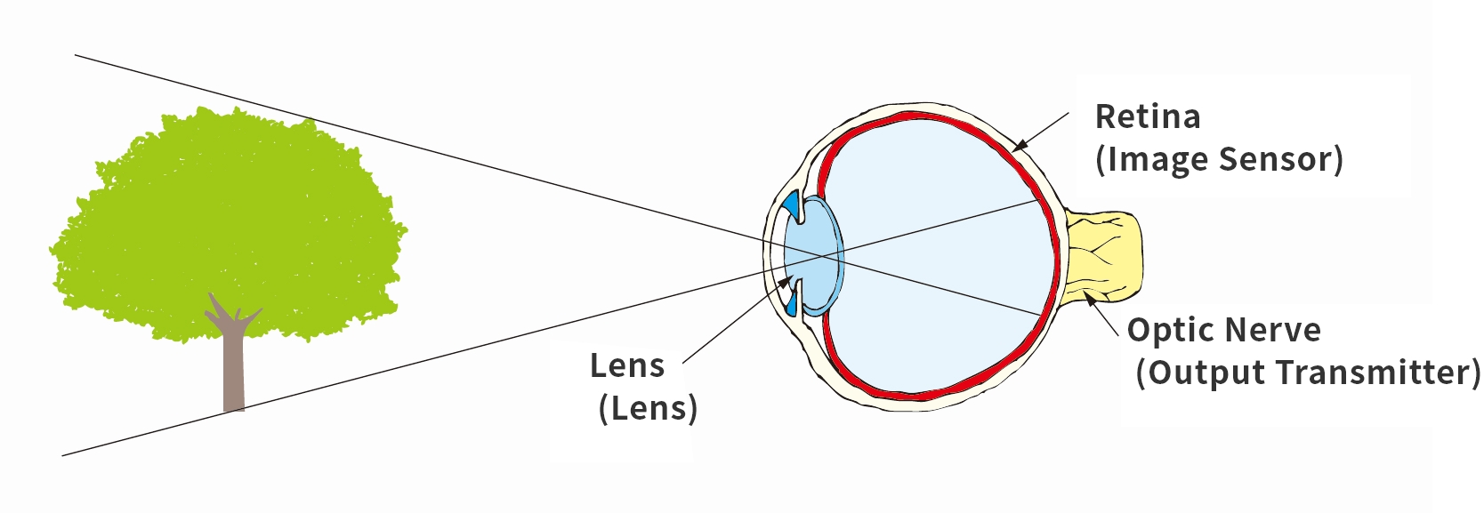 Fig. 1 - The Human Eye