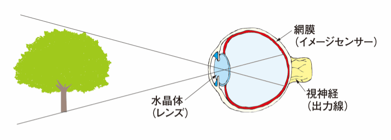 図1 人の目